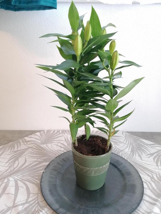 Susis Ferienwohnung 拉德施塔特 外观 照片